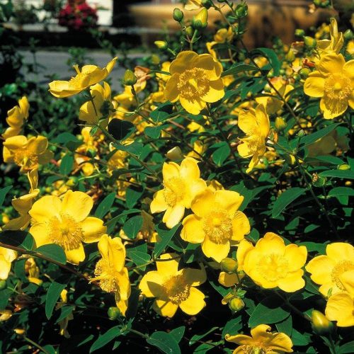 Hypericum ’Hidcote’ – Orbáncfű