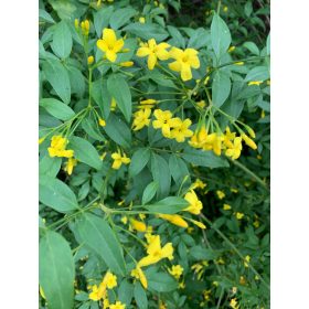 Jasminum humile – Alacsony jázmin