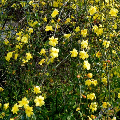 Jasminum nudiflorum – Téli jázmin