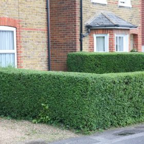 Ligustrum ovalifolium – Télizöld fagyal