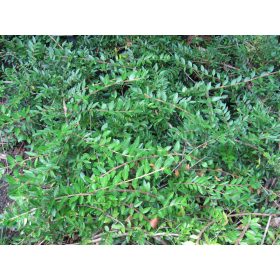 Lonicera pileata – Talajtakaró törpelonc