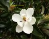 Magnolia grandiflora ’Praecox’ – Örökzöld magnólia