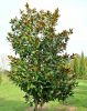 Magnolia grandiflora ’Praecox’ – Örökzöld magnólia
