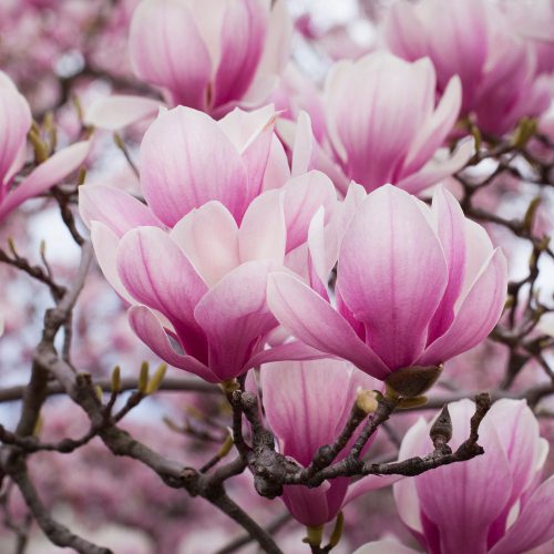 Magnolia x soulangeana – Nagyvirágú liliomfa