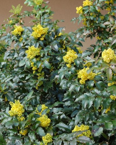 Mahonia aquifolium – Közönséges mahónia