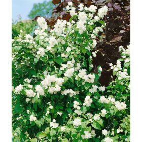   Philadelphus x virg. ’Schneesturm’ – Teltvirágú jezsámen