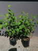 Philadelphus x virg. ’Schneesturm’ – Teltvirágú jezsámen