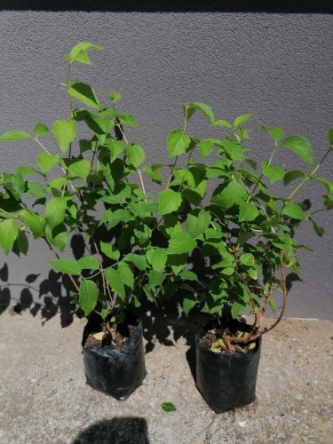 Philadelphus x virg. ’Schneesturm’ – Teltvirágú jezsámen