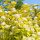 Physocarpus op. ’Dart's Gold’ – Aranysárga hólyagvessző