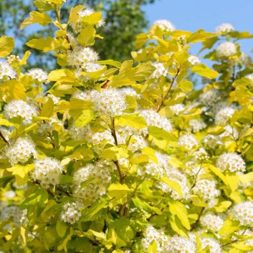 Physocarpus op. ’Dart's Gold’ – Aranysárga hólyagvessző