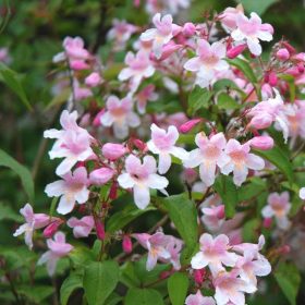 Kolkwitzia amabilis ’Pink Cloud’ – Viráglonc