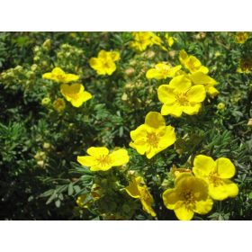 Potentilla frut. ’Goldfinger’ – Sárga virágú pimpó