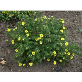 Potentilla frut. ’Kobold’ – Törpe pimpó