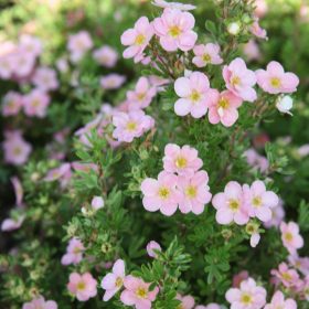  Potentilla frut. ’Lovely Pink’ – Rózsaszín virágú pimpó