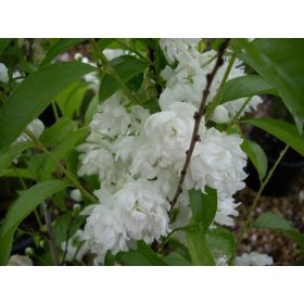   Prunus grand. ’Alba Plena’ – Japán törpemeggy (fehér babarózsa)