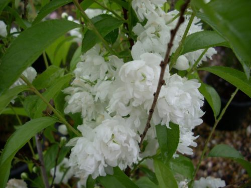 Prunus grand. ’Alba Plena’ – Japán törpemeggy (fehér babarózsa)