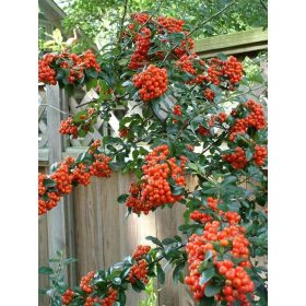Pyracantha ’Mohave’ – Piros tűztövis