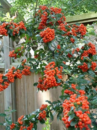 Pyracantha ’Mohave’ – Piros tűztövis