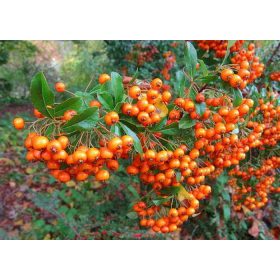 Pyracantha ’Teton’ – Törpe tűztövis