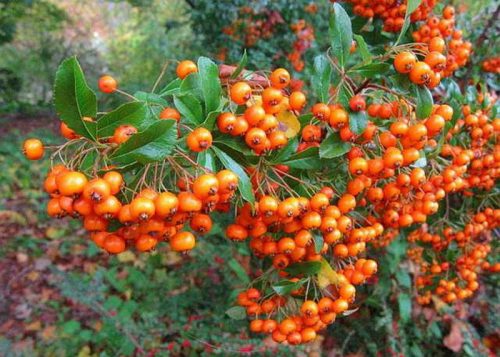 Pyracantha ’Teton’ – Törpe tűztövis