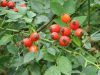Rosa canina – Csipkebogyó, vadrózsa