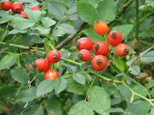 Rosa canina – Csipkebogyó, vadrózsa