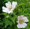Rosa canina – Csipkebogyó, vadrózsa