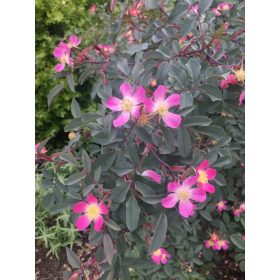 Rosa glauca – Vöröslevelű rózsa