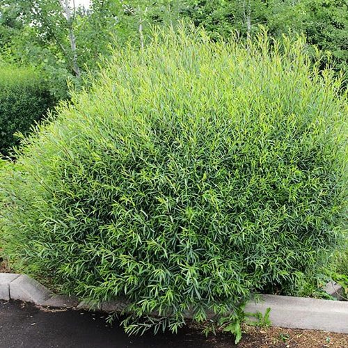 Salix purp. ’Gracilis’ – Uráli csigolyafűz