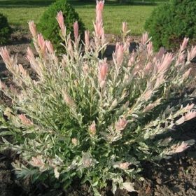   Salix int. ’Hakuro Nishiki’ – Tarkalevelű japán fűz bokor