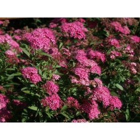   Spiraea jap. ’Anthony Waterer’ – Ciklámen virágú gyöngyvessző