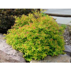   Spiraea jap. ’Goldflame’ – Sárga levelű gyöngyvessző