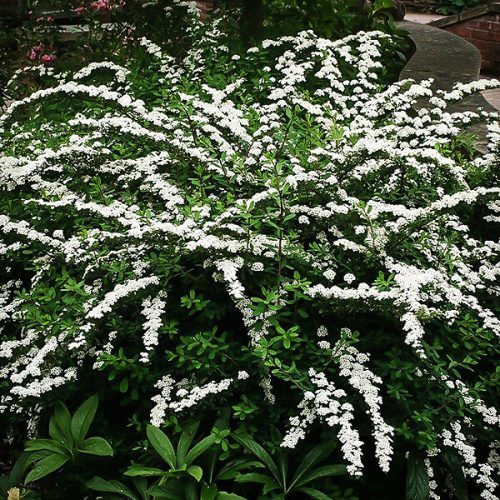 Spiraea nipp. ’Snowmound’ – Nipponi gyönygyvessző