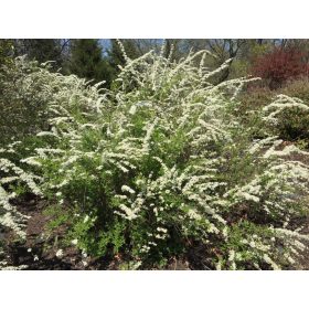 Spiraea x cin. ’Grefseim’ – Hamvas gyöngyvessző