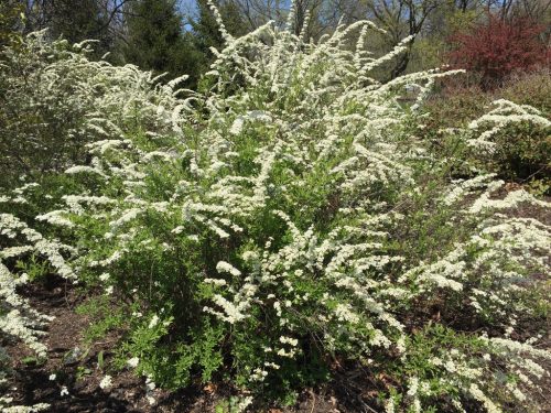 Spiraea x cin. ’Grefseim’ – Hamvas gyöngyvessző