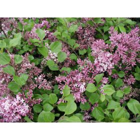 Syringa meyeri ’Palibin’ – Törpe orgona