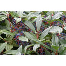 Viburnum davidii – Törpe bangita