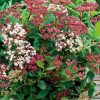 Viburnum tinus ’Eve Price’ – Örökzöld bangita