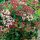 Viburnum tinus ’Eve Price’ – Örökzöld bangita