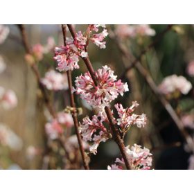 Viburnum x bod. ’Charles Lemont’ – Kikeleti bangita