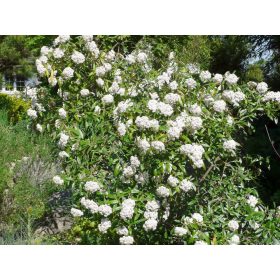 Viburnum x pragense – Prágai bangita