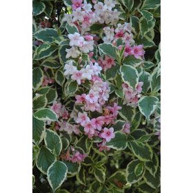 Weigela florida ’Variegata’ – Tarka levelű rózsalonc