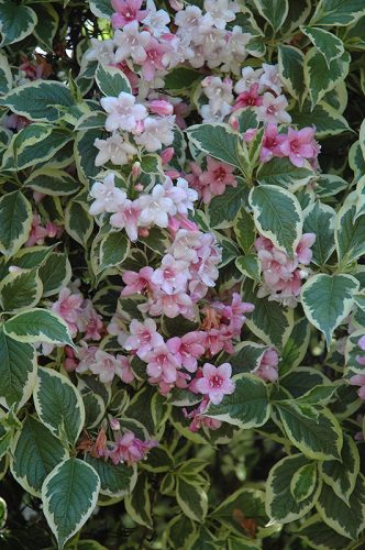 Weigela florida ’Variegata’ – Tarka levelű rózsalonc