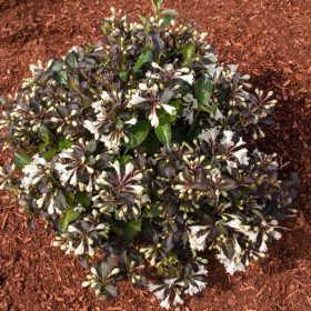 Weigela ’Black and White’ – Törpe rózsalonc