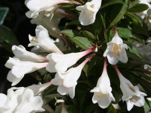 Weigela ’Black and White’ – Törpe rózsalonc