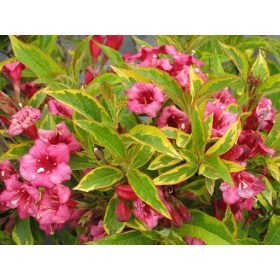 Weigela ’Brigela’ – Sárga-tarka rózsalonc