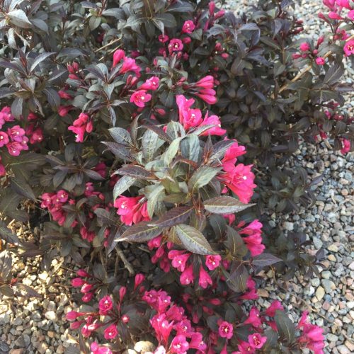 Weigela ’Minor Black’ – Bordó törpe rózsalonc