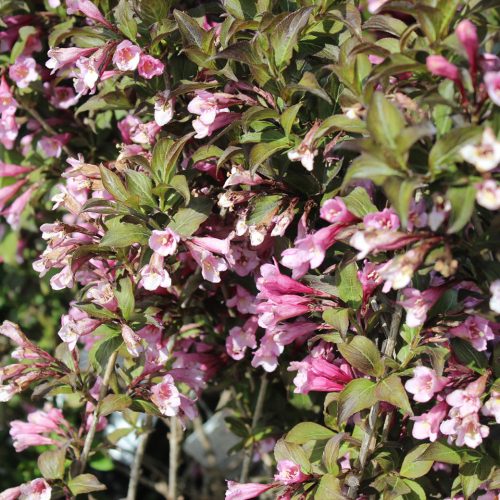 Weigela ’Nana Purpurea’ – Törpe bordó levelű rózsalonc