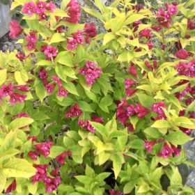 Weigela ’Geel’ – Sárga levelű rózsalonc