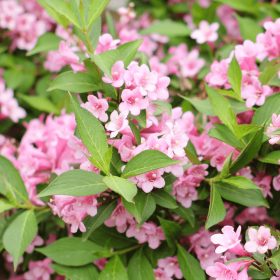   Weigela ’Pink Poppet’ – Rózsaszín virágú törpe rózsalonc